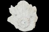 Fossil Crinoid (Cribanocrinus) Crown - Gilmore City, Iowa #102960-1